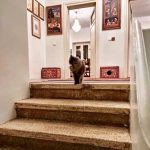 غذاخوری ها رستوران موزه گربه ایرانی تهران