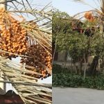 اقامتگاه بومگردی باغ هنر در روستای ساحلی سلخ شهر قشم استان هرمزگان