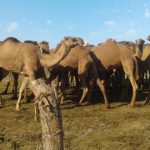 اقامتگاه بومگردی ابوعلی در روستای خماط هفت تپه شهر شوش استان خوزستان
