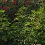 اقامتگاه بومگردی قندیل نمکدان در روستای کانی شهر قشم استان هرمزگان