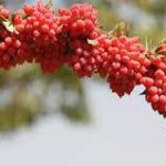 زرشک